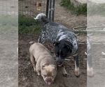 Small #5 Texas Heeler