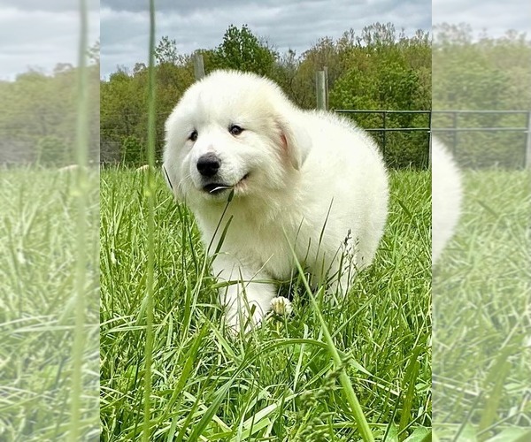 Medium Photo #7 Great Pyrenees Puppy For Sale in COAL CITY, IL, USA