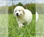 Small #6 Great Pyrenees