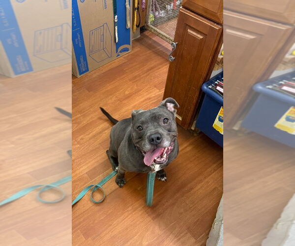 Medium Photo #6 American Pit Bull Terrier Puppy For Sale in Richmond, IN, USA