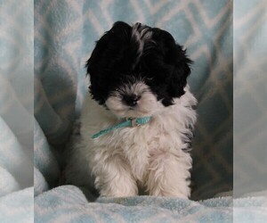 Poodle (Standard)-Shih Tzu Mix Puppy for sale in FREDERICKSBURG, OH, USA