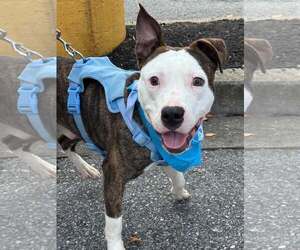 Mutt Dogs for adoption in Rockville, MD, USA