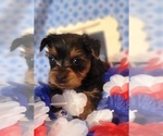 Small #9 Yorkshire Terrier