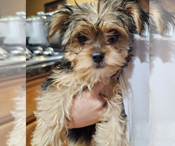 Medium Photo #1 Yorkshire Terrier Puppy For Sale in IOLA, WI, USA