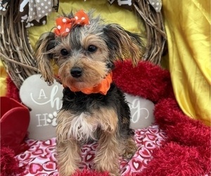YorkiePoo Puppy for sale in LANCASTER, MO, USA