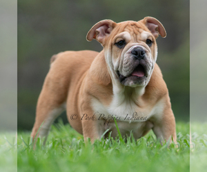 Medium Bulldog