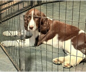Medium English Springer Spaniel
