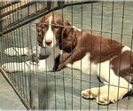Puppy Dora English Springer Spaniel