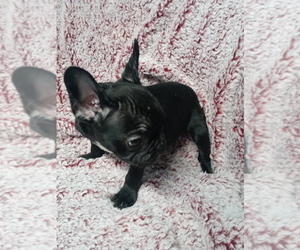 French Bulldog Puppy for sale in ADAMS CITY, CO, USA