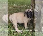 Small #10 Mastiff
