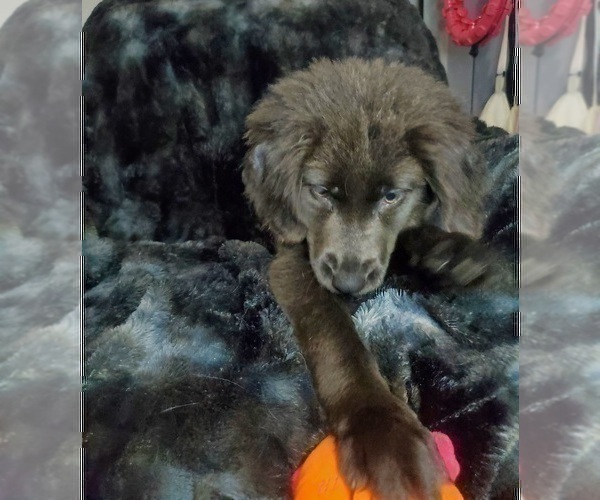 Medium Photo #2 Labrador Retriever Puppy For Sale in GOSHEN, IN, USA