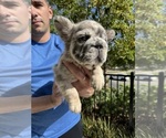Small #1 French Bulldog