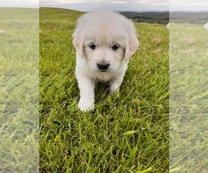 English Cream Golden Retriever Puppy for sale in ROME, PA, USA