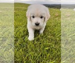 Image preview for Ad Listing. Nickname: Cricket