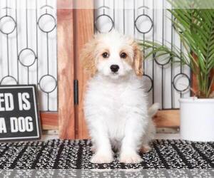 Cavachon Puppy for sale in NAPLES, FL, USA