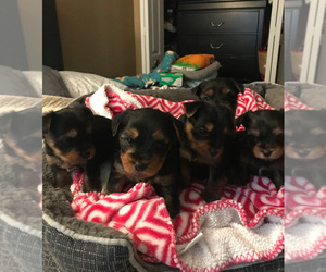 Yorkshire Terrier Puppy for sale in WESLEY CHAPEL, FL, USA