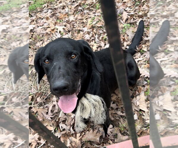 Medium Photo #2 Labrador Retriever Puppy For Sale in The Woodlands, TX, USA