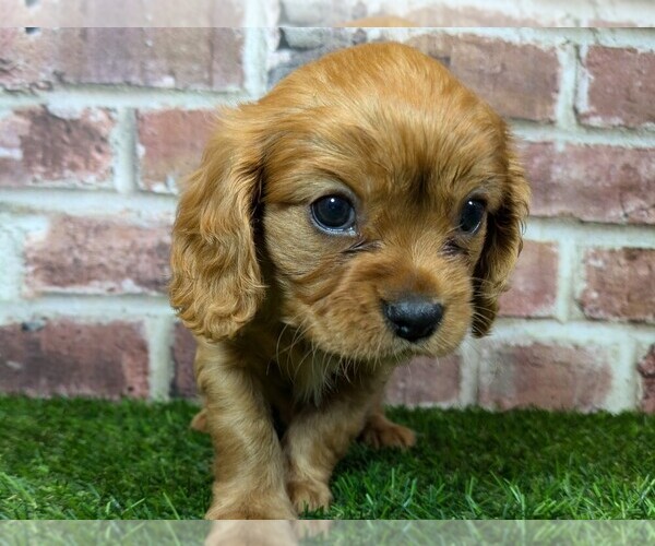 Medium Photo #6 Cavalier King Charles Spaniel Puppy For Sale in MOBERLY, MO, USA
