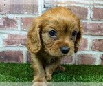 Small #5 Cavalier King Charles Spaniel