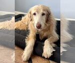 Small #1 Golden Retriever Mix
