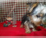 Small #6 Yorkshire Terrier