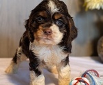 Puppy 3 Cocker Spaniel