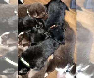 German Shorthaired Pointer Litter for sale in LITTLE ROCK, AR, USA
