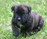 Small Photo #17 Boerboel Puppy For Sale in WASILLA, AK, USA