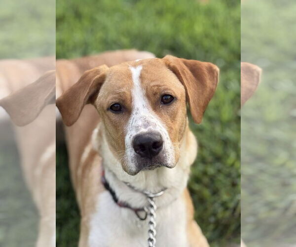 Medium Photo #3 Beagle-Vizsla Mix Puppy For Sale in Attalka, AL, USA