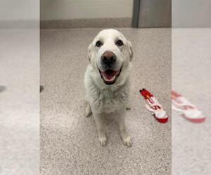 Great Pyrenees Dogs for adoption in Brighton, CO, USA