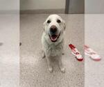 Small Great Pyrenees