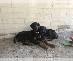 Doberman Pinscher Puppy for sale in BOOTH, WV, USA