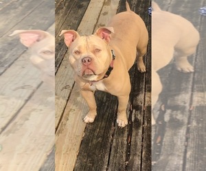 Mother of the American Bully puppies born on 05/24/2025