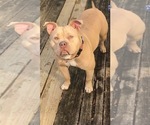 Small Photo #1 American Bully Puppy For Sale in MIDLOTHIAN, VA, USA