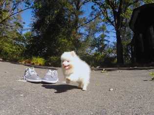 Pomeranian Puppy for sale in RENO, NV, USA