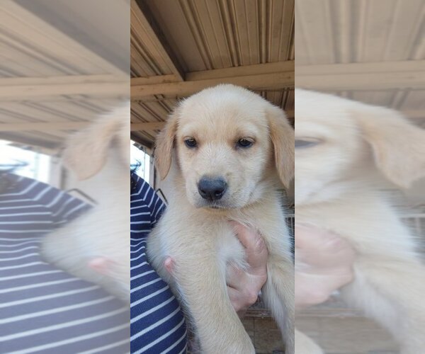 Medium Photo #1 German Shepherd Dog-Golden Retriever Mix Puppy For Sale in MODESTO, CA, USA