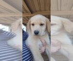 Oreo - Male German Shepherd Dog-Golden Retriever Mix Puppy for Sale - Small photo
