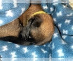 Small Photo #169 Belgian Malinois Puppy For Sale in REESEVILLE, WI, USA