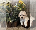 Small Photo #5 Maltese-Poodle (Toy) Mix Puppy For Sale in MONTGOMERY, AL, USA