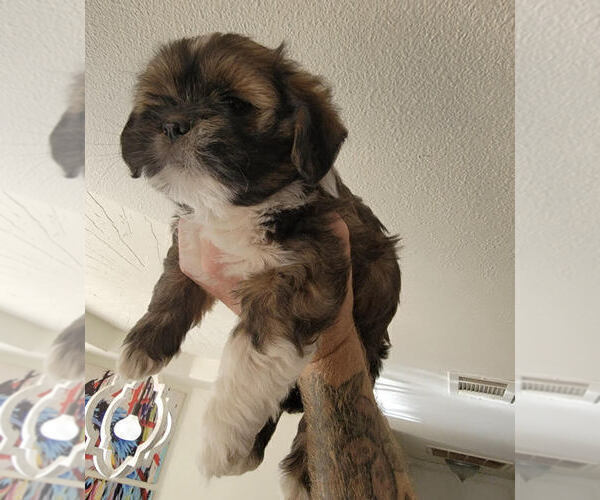 Medium Photo #5 Lhasa Apso Puppy For Sale in HESPERIA, CA, USA