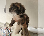Small Photo #5 Lhasa Apso Puppy For Sale in HESPERIA, CA, USA