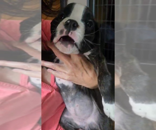Medium Photo #2 Boxer Puppy For Sale in BAUDETTE, MN, USA