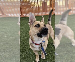 German Shepherd Dog-Pembroke Welsh Corgi Mix Dogs for adoption in Las Vegas, NV, USA