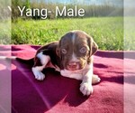 Puppy Yang Brittany