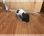 Small Photo #13 German Shorthaired Pointer Puppy For Sale in MOOSUP, CT, USA