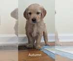 Small #3 Golden Retriever