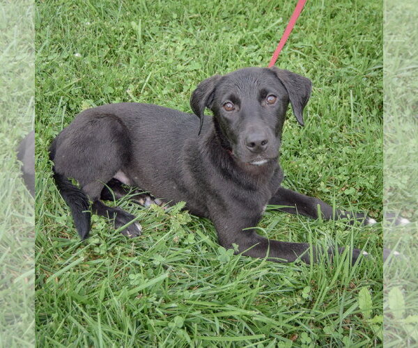 Medium Photo #3 Border Collie-Unknown Mix Puppy For Sale in Huntley, IL, USA