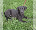 Small #2 Border Collie Mix