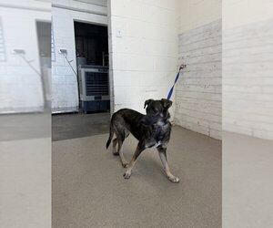Mutt Dogs for adoption in San Bernardino, CA, USA