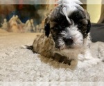 Small Photo #20 Shih-Poo-Zuchon Mix Puppy For Sale in GALENA, NV, USA